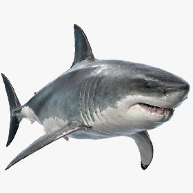Great White Shark 3D model